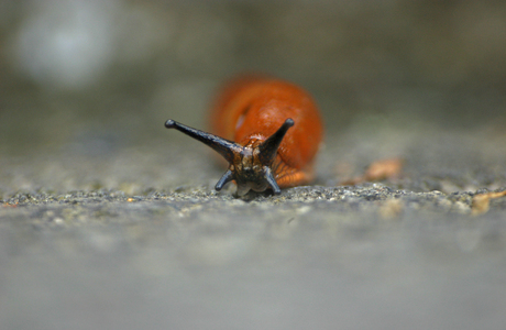 Spanische Wegschnecke (Arion vulgaris) - © Emanuel Trummer